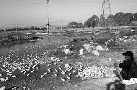 nong dan tai dan - can ho tro phong dich.jpg