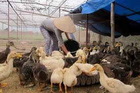 nuoi vit bien mo hinh chan nuoi can nha nrong.jpg