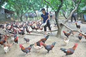ga dang bi dich nhieu ma thieu thuoc phong ngua lam gia tang cao.jpg